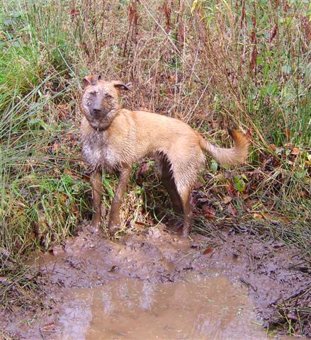 Muddy Archie